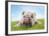 Bulldog Lying Down Licking Nose, Close-Up-null-Framed Photo