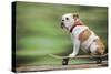 Bulldog on Skateboard-null-Stretched Canvas
