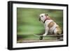 Bulldog on Skateboard-null-Framed Photographic Print