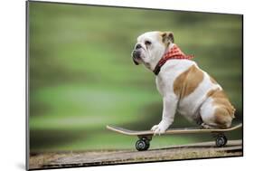 Bulldog on Skateboard-null-Mounted Photographic Print