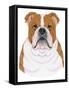 Bulldog Portrait-Tomoyo Pitcher-Framed Stretched Canvas