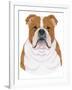 Bulldog Portrait-Tomoyo Pitcher-Framed Giclee Print