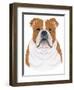 Bulldog Portrait-Tomoyo Pitcher-Framed Giclee Print