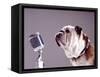 Bulldog Preparing to Sing into Microphone-Larry Williams-Framed Stretched Canvas