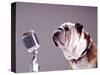 Bulldog Preparing to Sing into Microphone-Larry Williams-Stretched Canvas