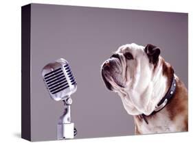 Bulldog Preparing to Sing into Microphone-Larry Williams-Stretched Canvas