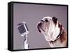 Bulldog Preparing to Sing into Microphone-Larry Williams-Framed Stretched Canvas