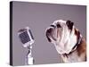 Bulldog Preparing to Sing into Microphone-Larry Williams-Stretched Canvas