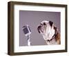 Bulldog Preparing to Sing into Microphone-Larry Williams-Framed Photographic Print