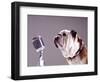 Bulldog Preparing to Sing into Microphone-Larry Williams-Framed Photographic Print