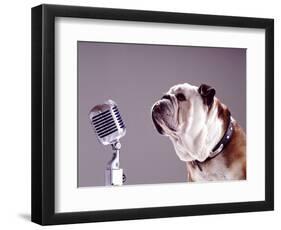 Bulldog Preparing to Sing into Microphone-Larry Williams-Framed Photographic Print