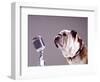 Bulldog Preparing to Sing into Microphone-Larry Williams-Framed Photographic Print