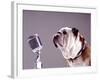 Bulldog Preparing to Sing into Microphone-Larry Williams-Framed Photographic Print