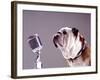 Bulldog Preparing to Sing into Microphone-Larry Williams-Framed Photographic Print