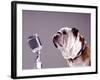 Bulldog Preparing to Sing into Microphone-Larry Williams-Framed Photographic Print