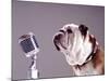 Bulldog Preparing to Sing into Microphone-Larry Williams-Mounted Photographic Print