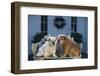 Bulldog Puppies on Garden Bench-DLILLC-Framed Photographic Print