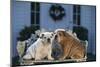 Bulldog Puppies on Garden Bench-DLILLC-Mounted Photographic Print