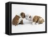 Bulldog Puppies Playing-Peter M. Fisher-Framed Stretched Canvas