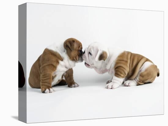 Bulldog Puppies Playing-Peter M. Fisher-Stretched Canvas