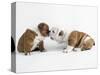 Bulldog Puppies Playing-Peter M. Fisher-Stretched Canvas