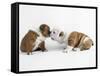 Bulldog Puppies Playing-Peter M. Fisher-Framed Stretched Canvas