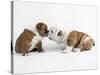 Bulldog Puppies Playing-Peter M. Fisher-Stretched Canvas