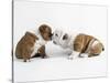 Bulldog Puppies Playing-Peter M. Fisher-Stretched Canvas