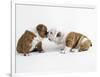 Bulldog Puppies Playing-Peter M. Fisher-Framed Photographic Print