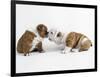 Bulldog Puppies Playing-Peter M. Fisher-Framed Photographic Print