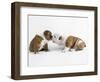 Bulldog Puppies Playing-Peter M. Fisher-Framed Photographic Print