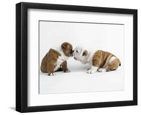 Bulldog Puppies Playing-Peter M. Fisher-Framed Photographic Print