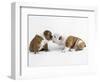 Bulldog Puppies Playing-Peter M. Fisher-Framed Photographic Print