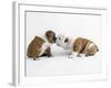 Bulldog Puppies Playing-Peter M. Fisher-Framed Photographic Print