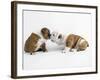 Bulldog Puppies Playing-Peter M. Fisher-Framed Photographic Print