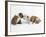 Bulldog Puppies Playing-Peter M. Fisher-Framed Photographic Print