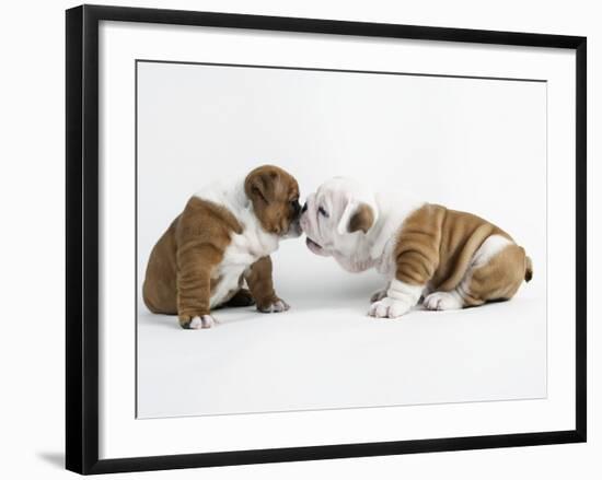 Bulldog Puppies Playing-Peter M. Fisher-Framed Photographic Print