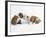 Bulldog Puppies Playing-Peter M. Fisher-Framed Photographic Print