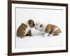 Bulldog Puppies Playing-Peter M. Fisher-Framed Photographic Print