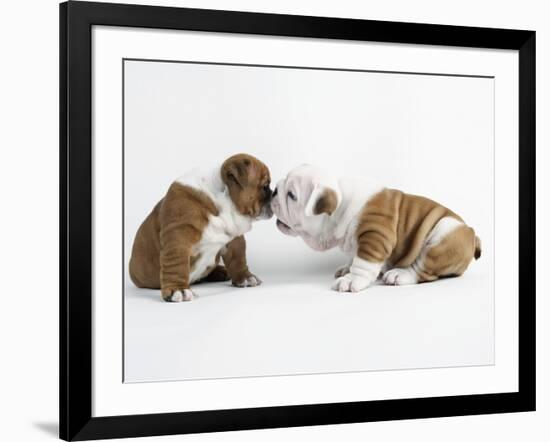 Bulldog Puppies Playing-Peter M. Fisher-Framed Photographic Print