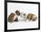 Bulldog Puppies Playing-Peter M. Fisher-Framed Photographic Print