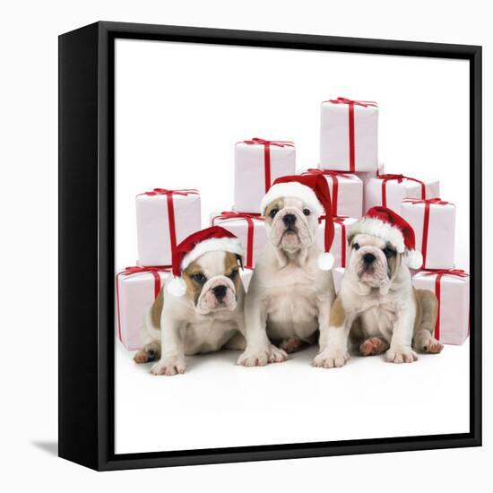 Bulldog Puppies Sitting with Christmas Presents-null-Framed Stretched Canvas