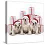 Bulldog Puppies Sitting with Christmas Presents-null-Stretched Canvas