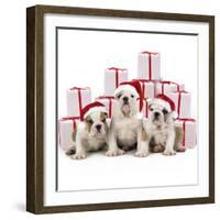 Bulldog Puppies Sitting with Christmas Presents-null-Framed Photographic Print