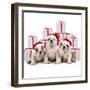 Bulldog Puppies Sitting with Christmas Presents-null-Framed Photographic Print