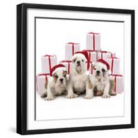 Bulldog Puppies Sitting with Christmas Presents-null-Framed Photographic Print