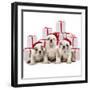 Bulldog Puppies Sitting with Christmas Presents-null-Framed Photographic Print