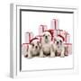 Bulldog Puppies Sitting with Christmas Presents-null-Framed Photographic Print