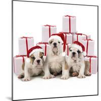 Bulldog Puppies Sitting with Christmas Presents-null-Mounted Photographic Print