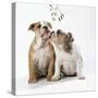 Bulldog Puppies under Mistletoe-null-Stretched Canvas